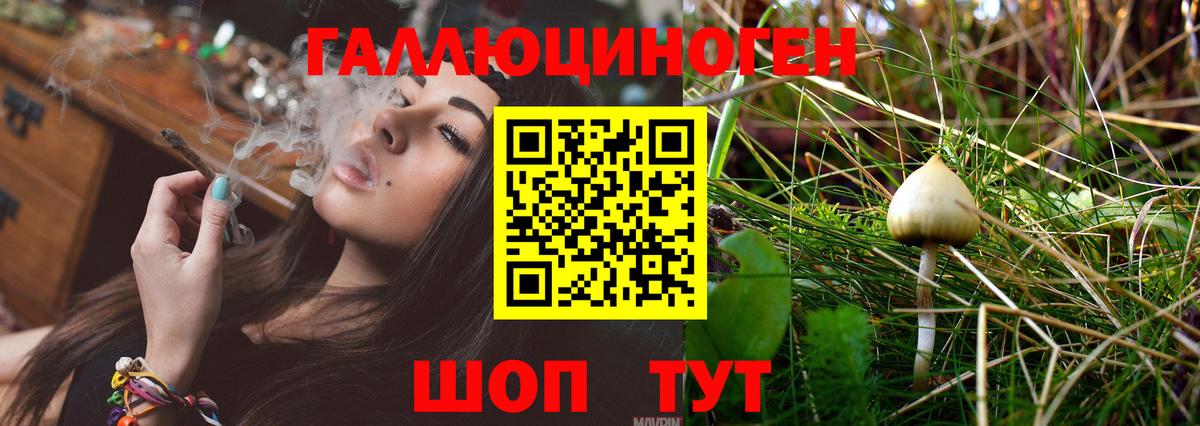 Псилоцибиновые грибы Cubensis Борзя